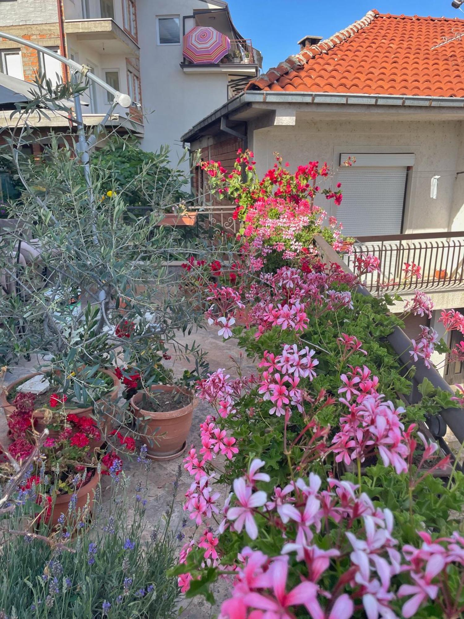 אוהריד Apartments Evelyn מראה חיצוני תמונה